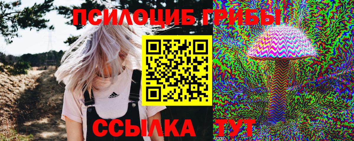 Галлюциногенные грибы Psilocybine cubensis Петрозаводск